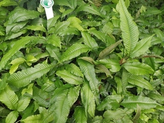 Bolbitis heteroclita