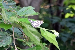 Melanargia