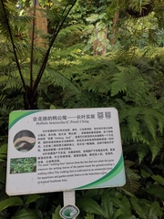 Bolbitis heteroclita