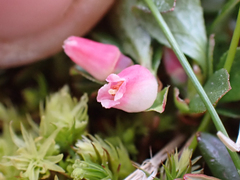 Vaccinium cespitosum