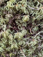 Leucolepis