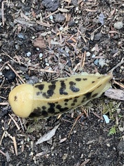 Ariolimax columbianus