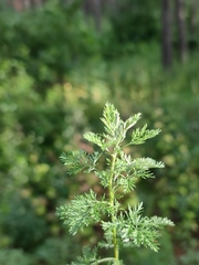 Artemisia pontica