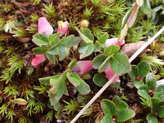Vaccinium cespitosum