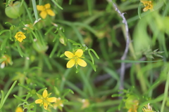 Roepera aurantiaca aurantiaca