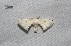 Penicillifera apicalis