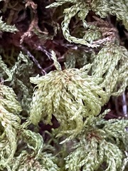 Leucolepis