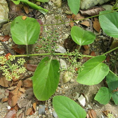 Cissus