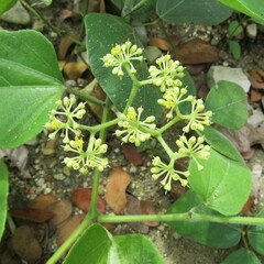 Cissus