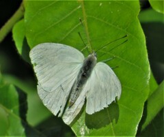 Dixeia charina