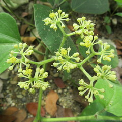Cissus
