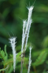 Andropogon cabanisii