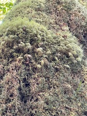 Leucolepis