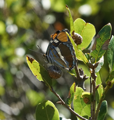 Adelpha californica