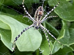 Argiope trifasciata