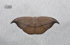 Albara reversaria