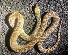 Pituophis catenifer affinis