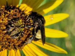 Bombus pensylvanicus