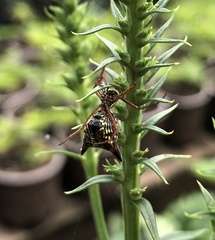 Micrathena sagittata