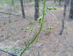Artemisia commutata