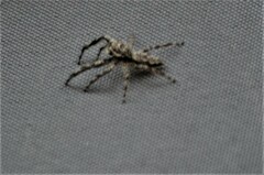 Platycryptus undatus