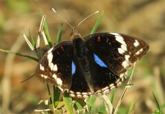 Junonia oenone oenone