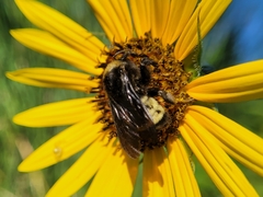 Bombus pensylvanicus