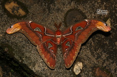 Attacus atlas