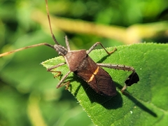 Leptoglossus phyllopus