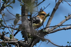 Trachyphonus vaillantii