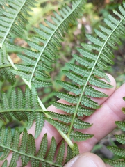 Athyrium angustum