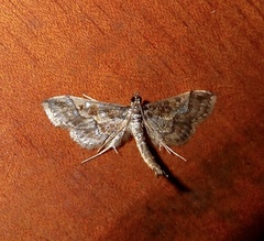 Hydriris ornatalis