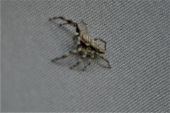 Platycryptus undatus