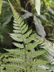 Davallia divaricata