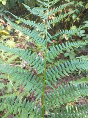 Athyrium angustum