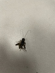 Eunemobius carolinus