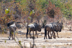 Connochaetes taurinus taurinus