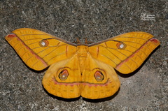 Antheraea helferi
