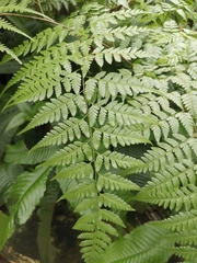Davallia divaricata