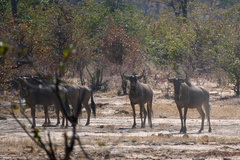 Connochaetes taurinus taurinus