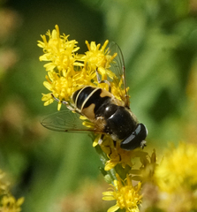 Eristalis hirta