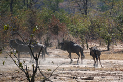 Connochaetes taurinus taurinus