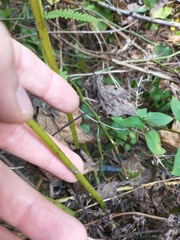 Athyrium angustum