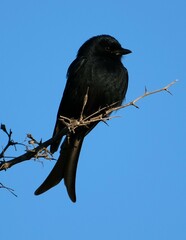 Dicrurus adsimilis fugax