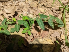 Vincetoxicum chinense