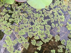 Azolla pinnata
