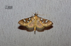Cotachena pubescens