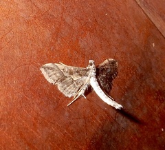 Hydriris ornatalis