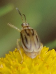 Ophraella communa