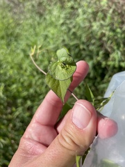 Ipomoea lacunosa